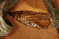 Eupithecia virgaureata, Exuvie  6699