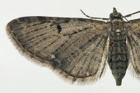 Eupithecia virgaureata, Detail  6705