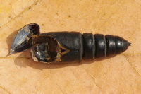 Phalera bucephala, Exuvie  6707
