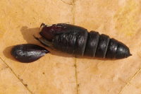 Phalera bucephala, Exuvie  6708