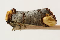 Phalera bucephala  6709