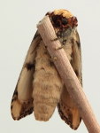 Phalera bucephala  6710