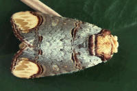 Phalera bucephala  6713