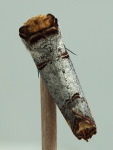 Phalera bucephala  6715