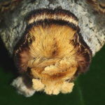 Phalera bucephala  6716