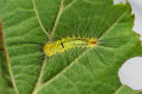 Calliteara pudibunda, caterpillar  6743