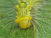Calliteara pudibunda, caterpillar  6745
