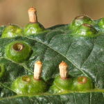 Didymomyia tiliacea, plant galls  6755