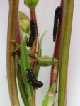 Altica sp., larvae  6780