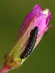 Altica sp., larva  6781