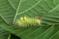 Calliteara pudibunda, caterpillar  6789