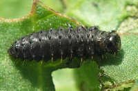 Gastrophysa viridula, larva  6791