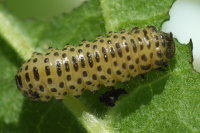 Pyrrhalta viburni, larva  6805