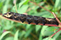 Deilephila elpenor, caterpillar  6810