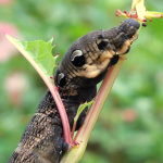 Deilephila elpenor, caterpillar  6811