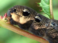 Deilephila elpenor, caterpillar  6812