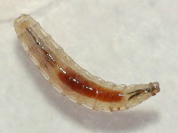 Sarcophaga sp., larva (L1)  6815