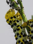 Cucullia scrophulariae, caterpillar eats its old skin  6829