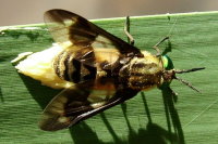 Chrysops relictus, Eiablage  682