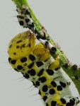 Cucullia scrophulariae, caterpillar eats its old skin  6830