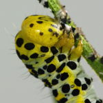 Cucullia scrophulariae, caterpillar eats its old skin  6831