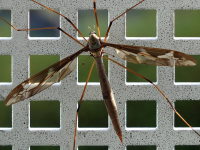 Tipula (Acutipula) maxima