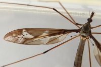 Tipula (Acutipula) maxima, Flügel  6836