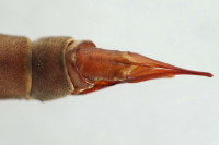 Tipula (Acutipula) maxima, weiblich  6838