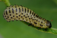 Pyrrhalta viburni, larva  6842