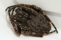 Nuctenea umbratica, weiblich  6845