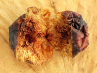 Cynips quercusfolii, Galle  6858