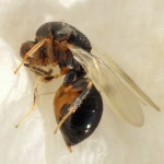 cf. Sycophila sp., weiblich, frisch geschlüpft  6874
