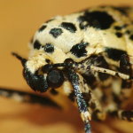 Erannis defoliaria, weiblich  6881