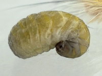 Campopleginae, larva  6891