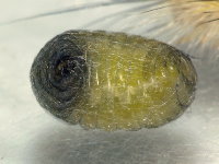 Campopleginae, larva  6892