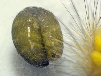 Campopleginae, larva  6893