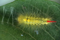 Calliteara pudibunda, caterpillar  6895
