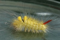 Calliteara pudibunda, parasitised caterpillar  6896
