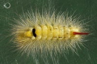 Calliteara pudibunda, parasitised caterpillar  6897