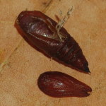 Agriopis aurantiaria, Exuvie  6900