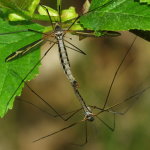 Tipula (Acutipula) vittata, mating  6929
