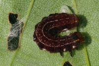 Eupsilia transversa, parasitierte Raupe  6930