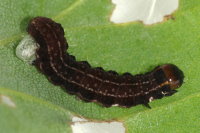 Eupsilia transversa, parasitierte Raupe  6931