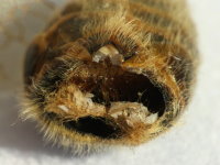 Anthrenus verbasci, larva inside  6935