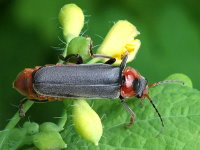 Cantharis fusca  6938