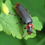 Cantharis fusca  6939