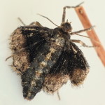 Agriopis marginaria, weiblich  6946