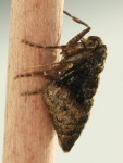 Agriopis marginaria, weiblich  6947