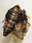 Agriopis marginaria, weiblich  6948