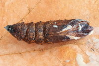 Deilephila elpenor, Exuvie  6971